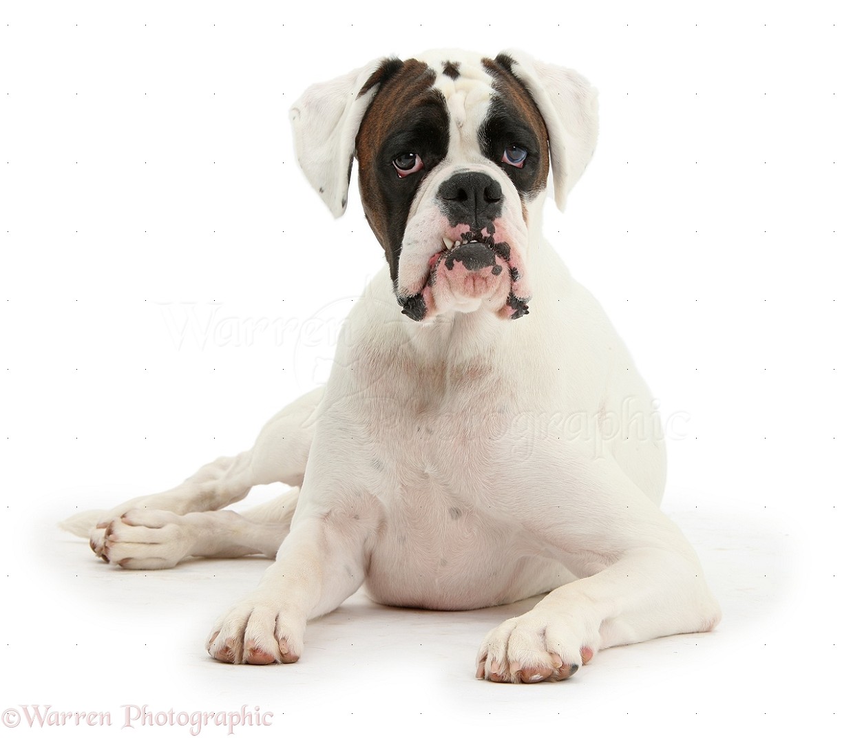 Scary Halloween Boxer dog photo WP36724
