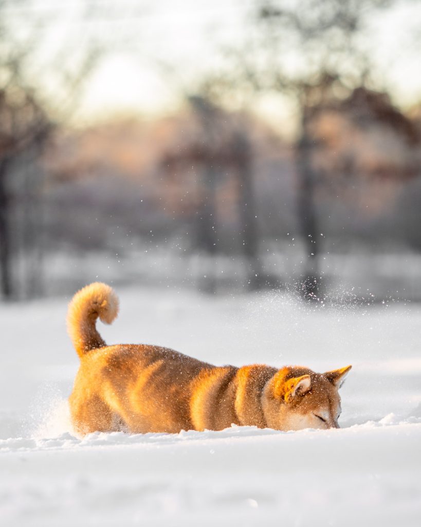 My Favorite Season For Dog Photo