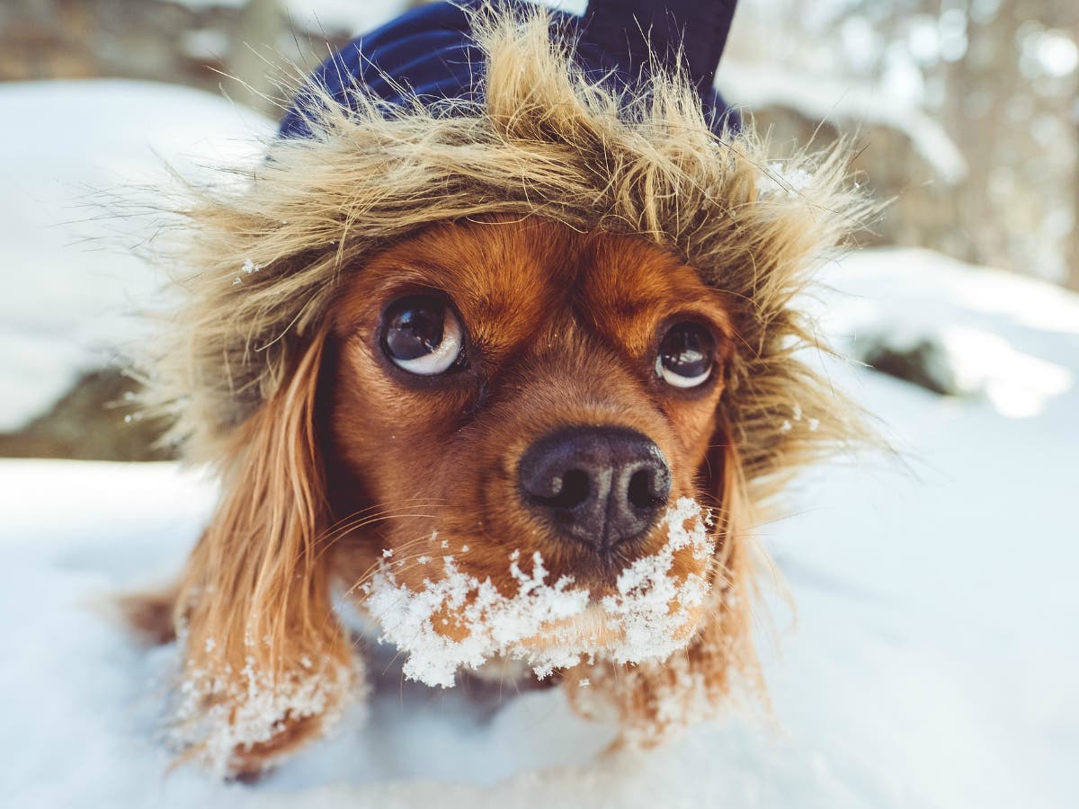 How To Keep Your Pets Safe This Winter
