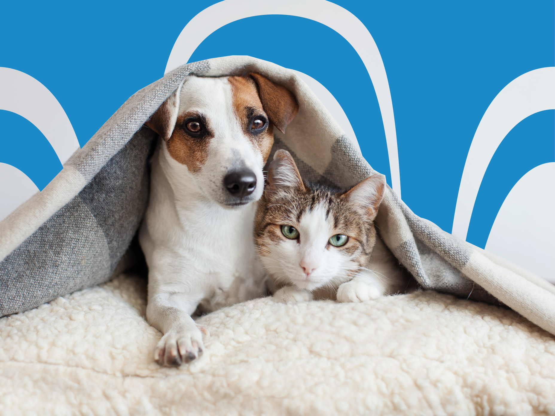 Ways to Keep Your Dog Warm in Winter