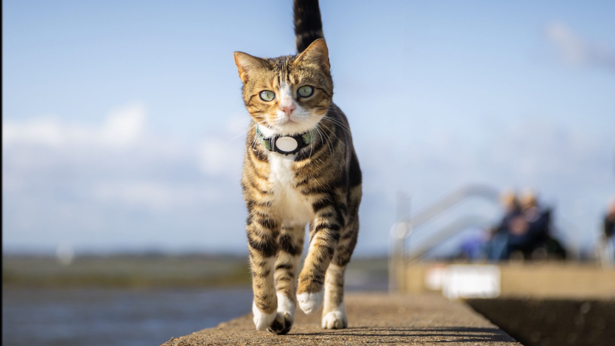 Max the Brightlingsea cat stars in own