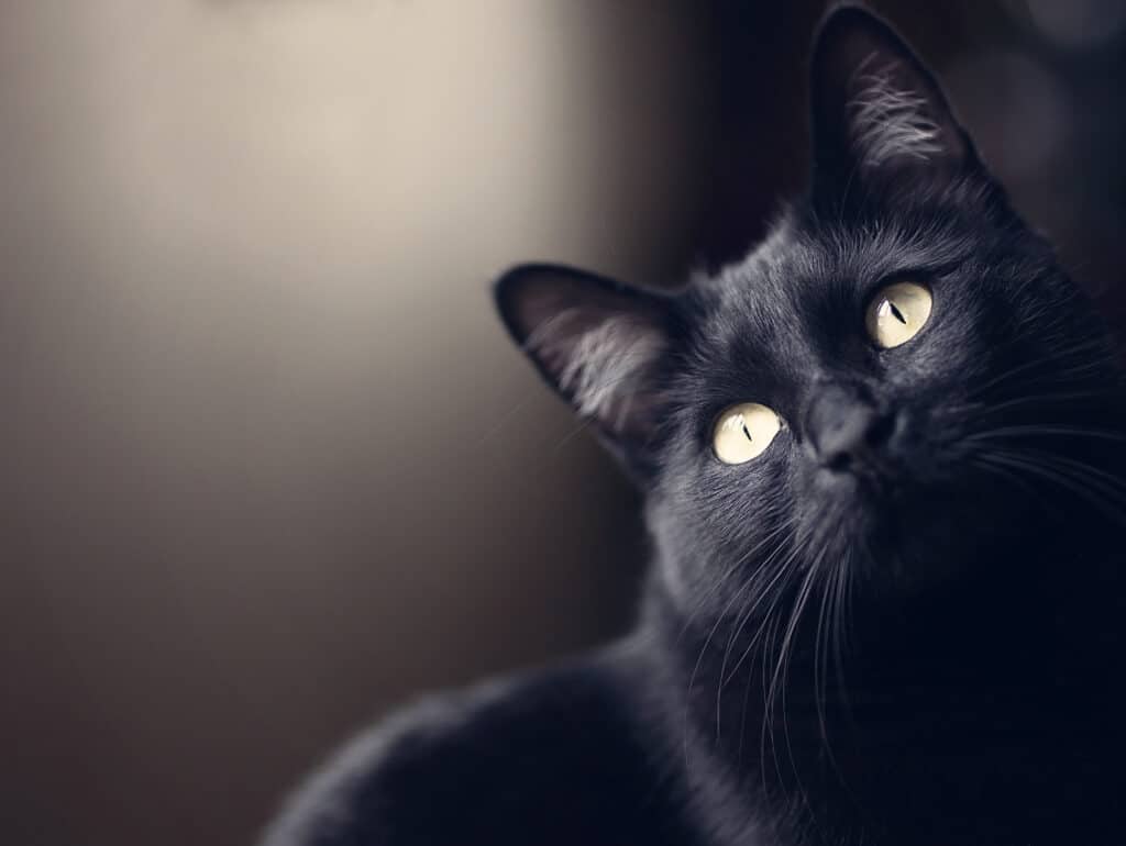 National Black Cat Day 2024: Date and 3