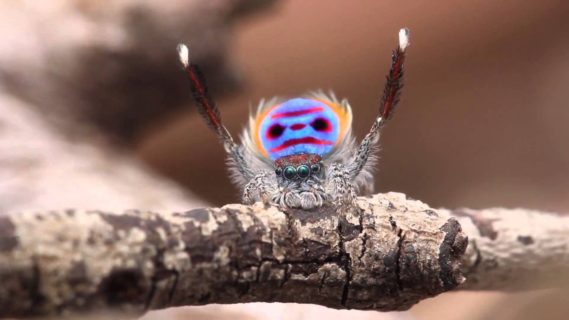 peacock, jumping spider