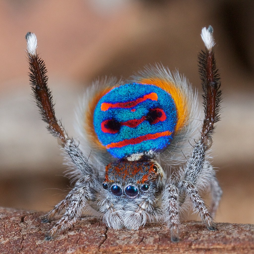 Maratus speciosus coastal peacock