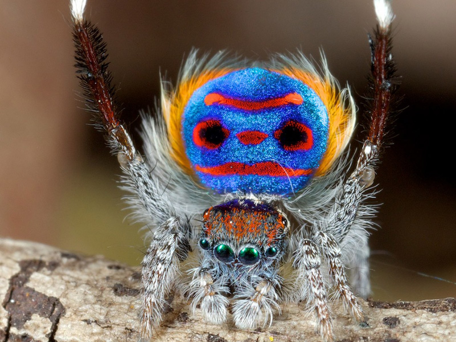 Australia's peacock spiders: So cute