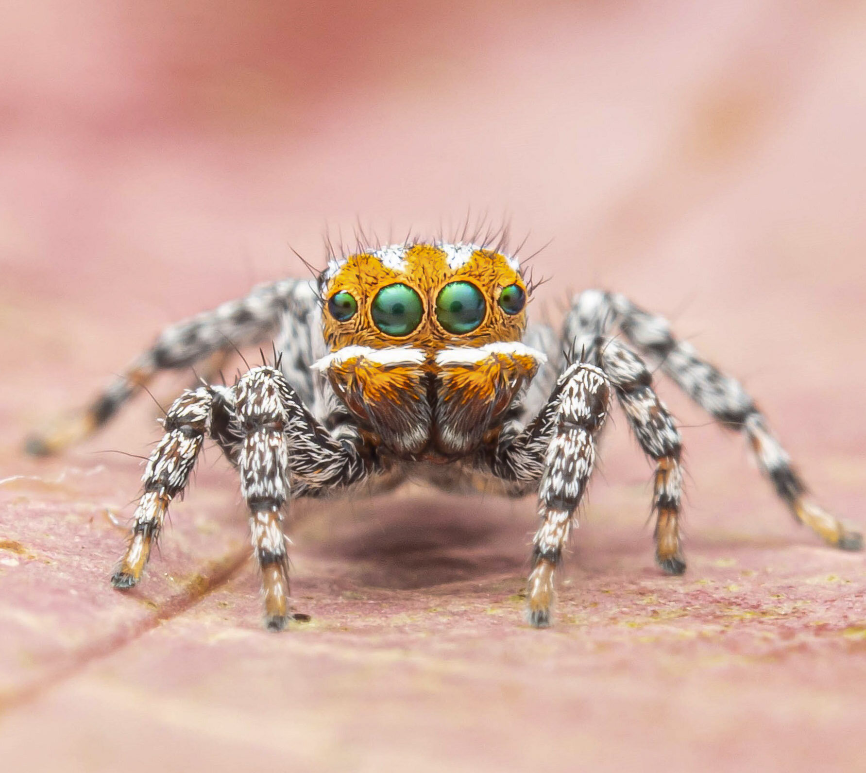 Maratus nemo