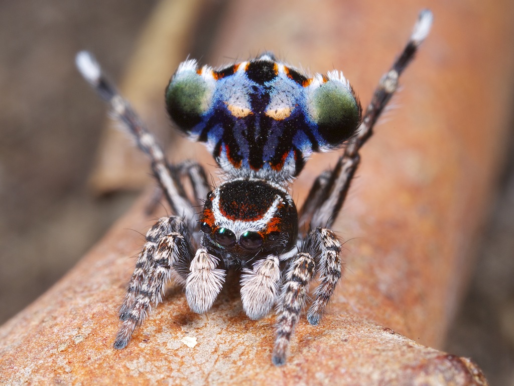 _X8A6757 peacock spider Maratus harrisi