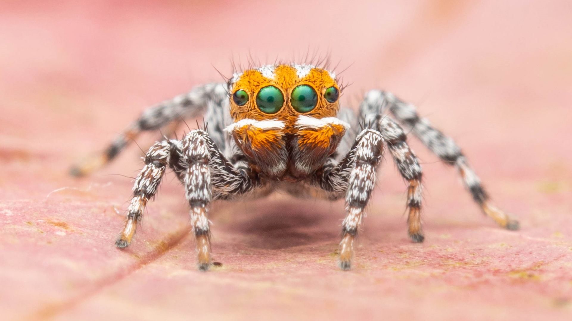 Endearing Orange Faced Peacock Spider