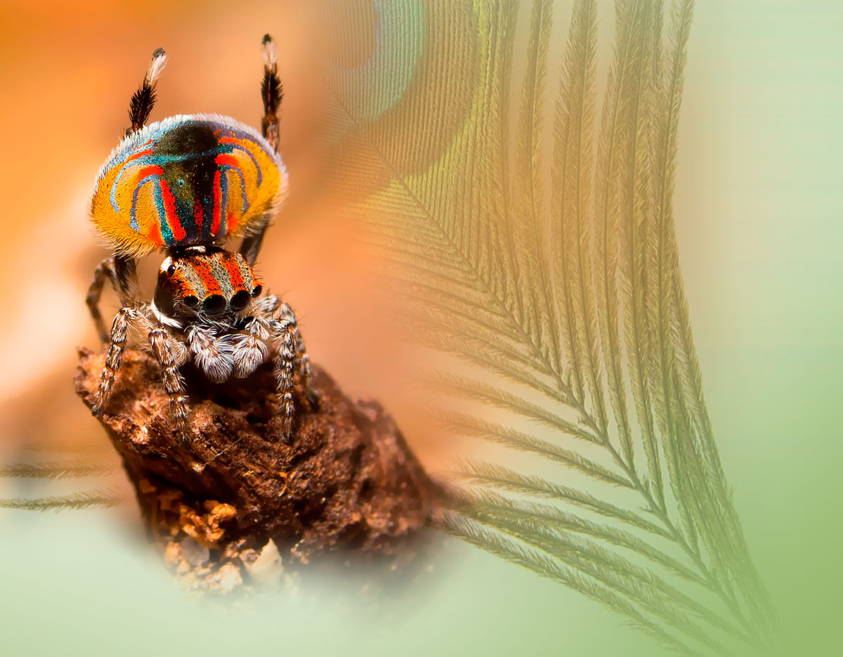 The peacock spider