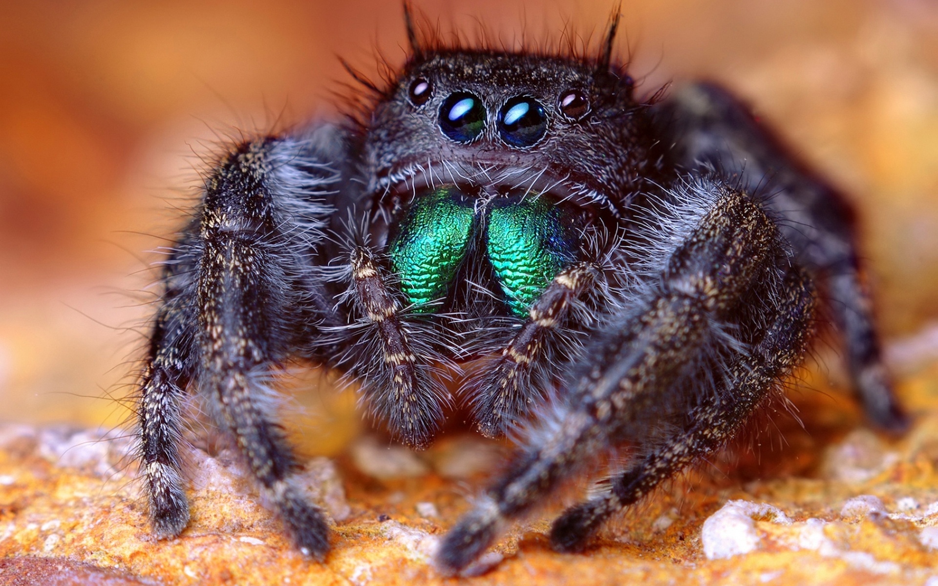 Animal Jumping Spider HD Wallpaper