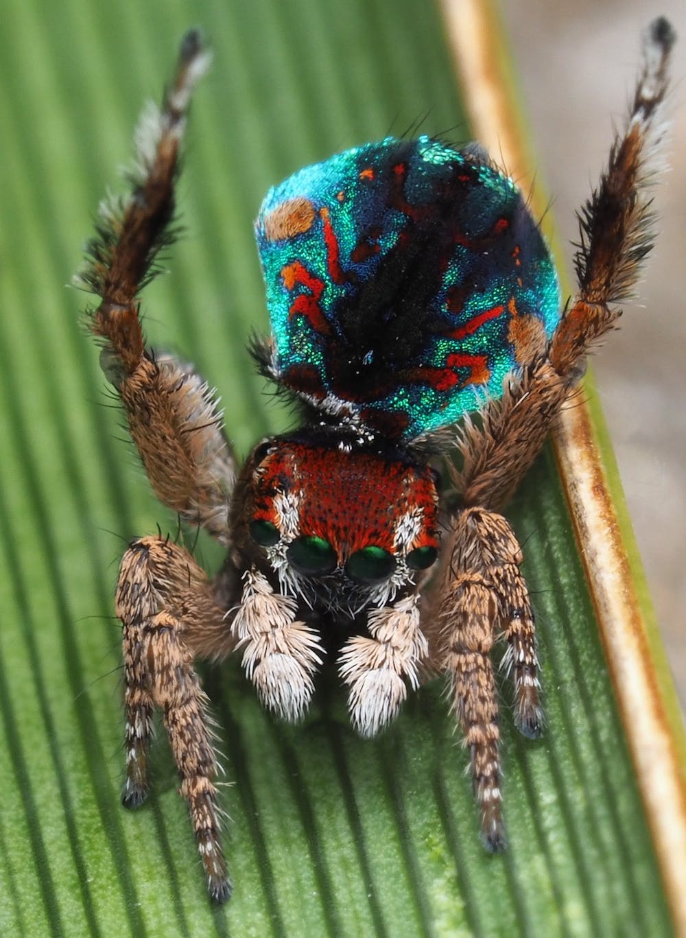 peacock spiders