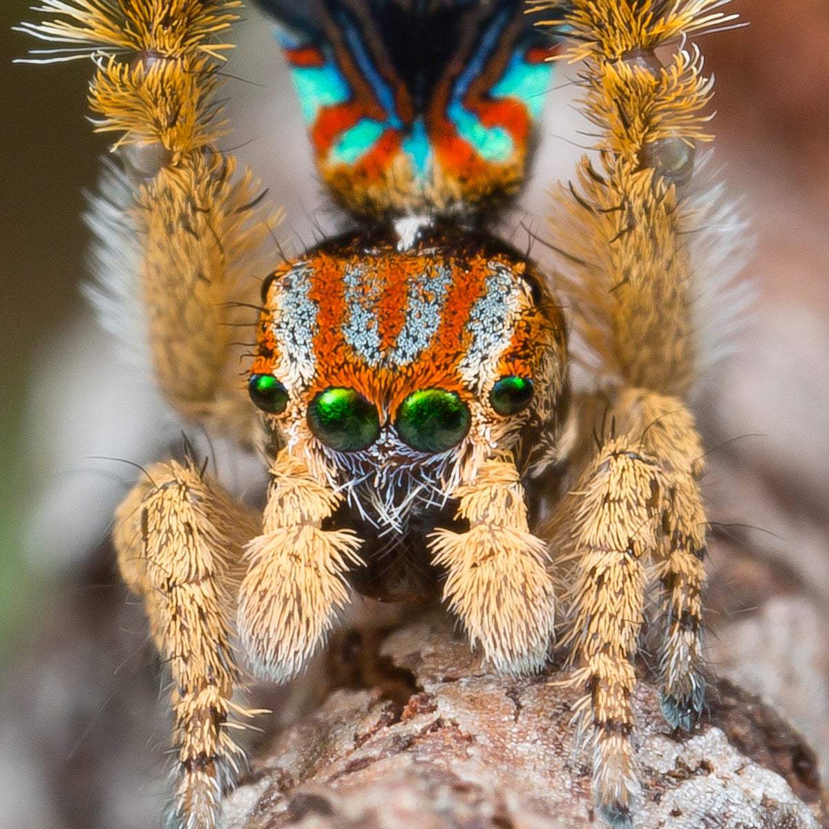 Two new peacock spiders identified