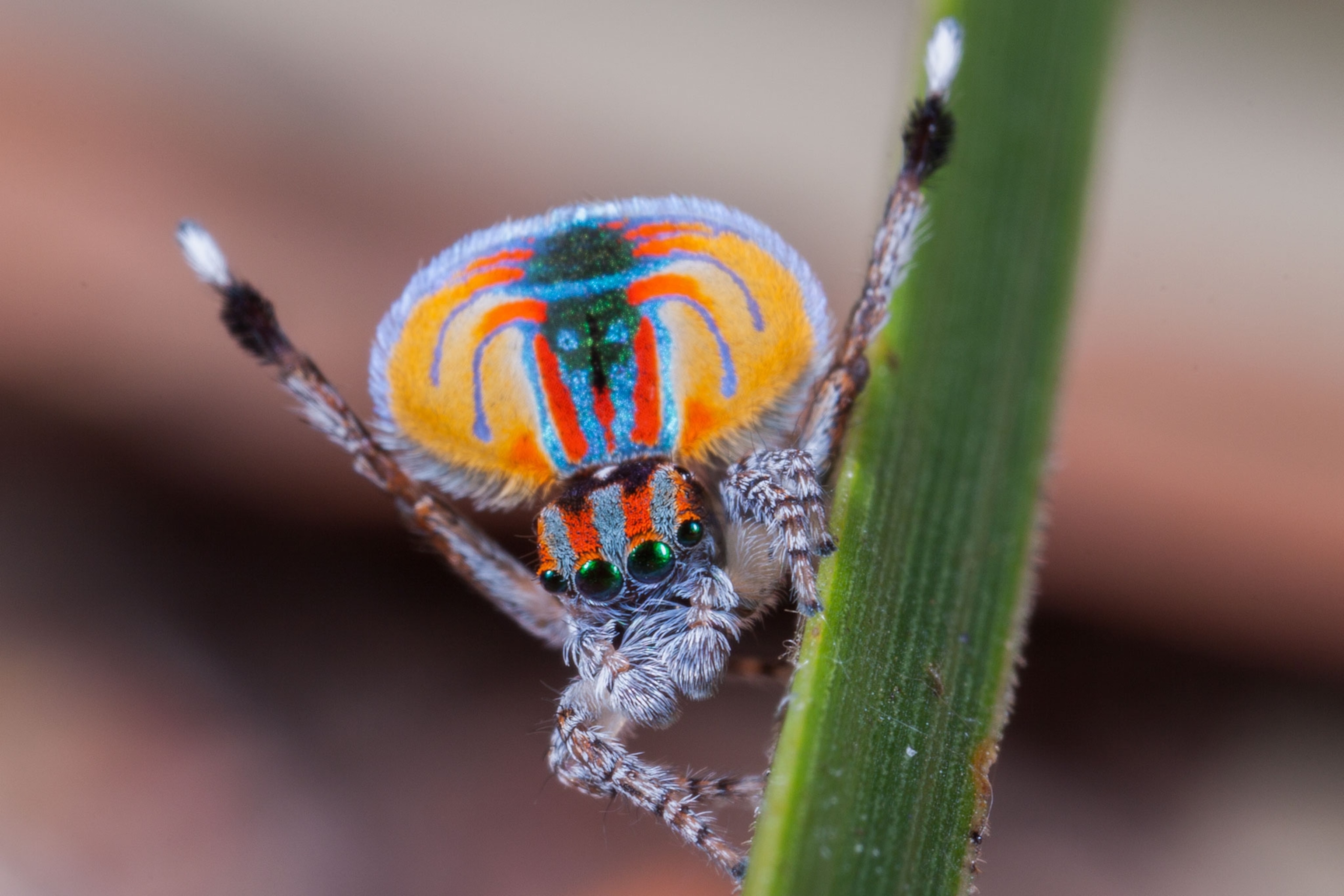 Female Peacock Spiders Underwhelmed