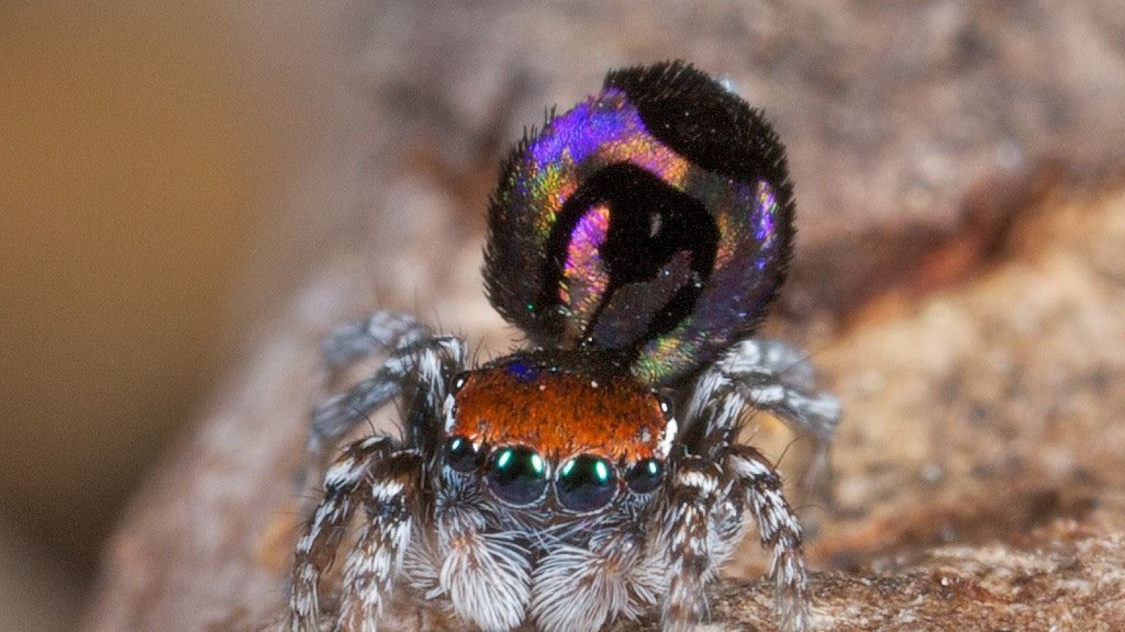 Peacock Spider Butt