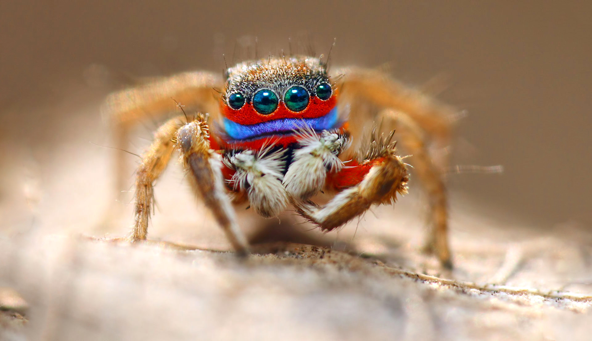 Jumping spider