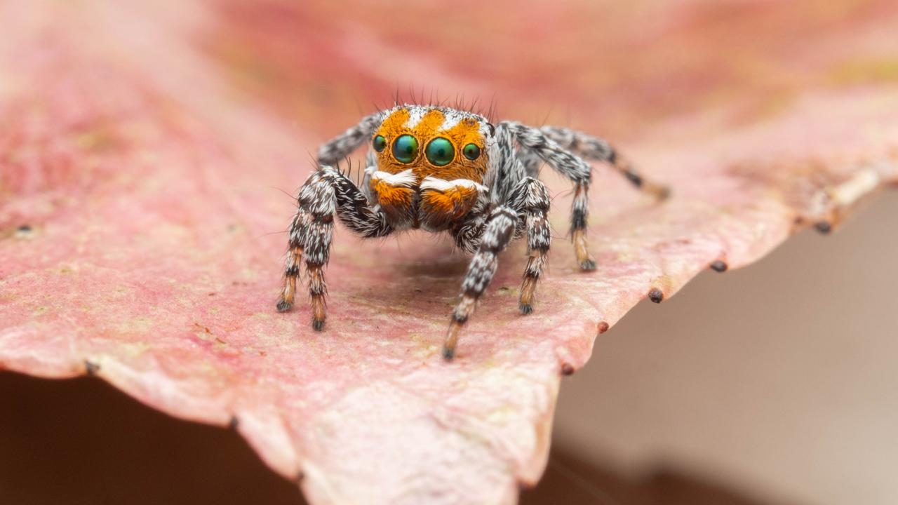 species of peacock spider named Nemo
