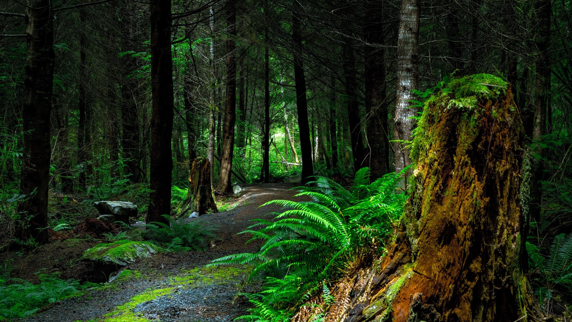 Forest, path, trees, vancouver island