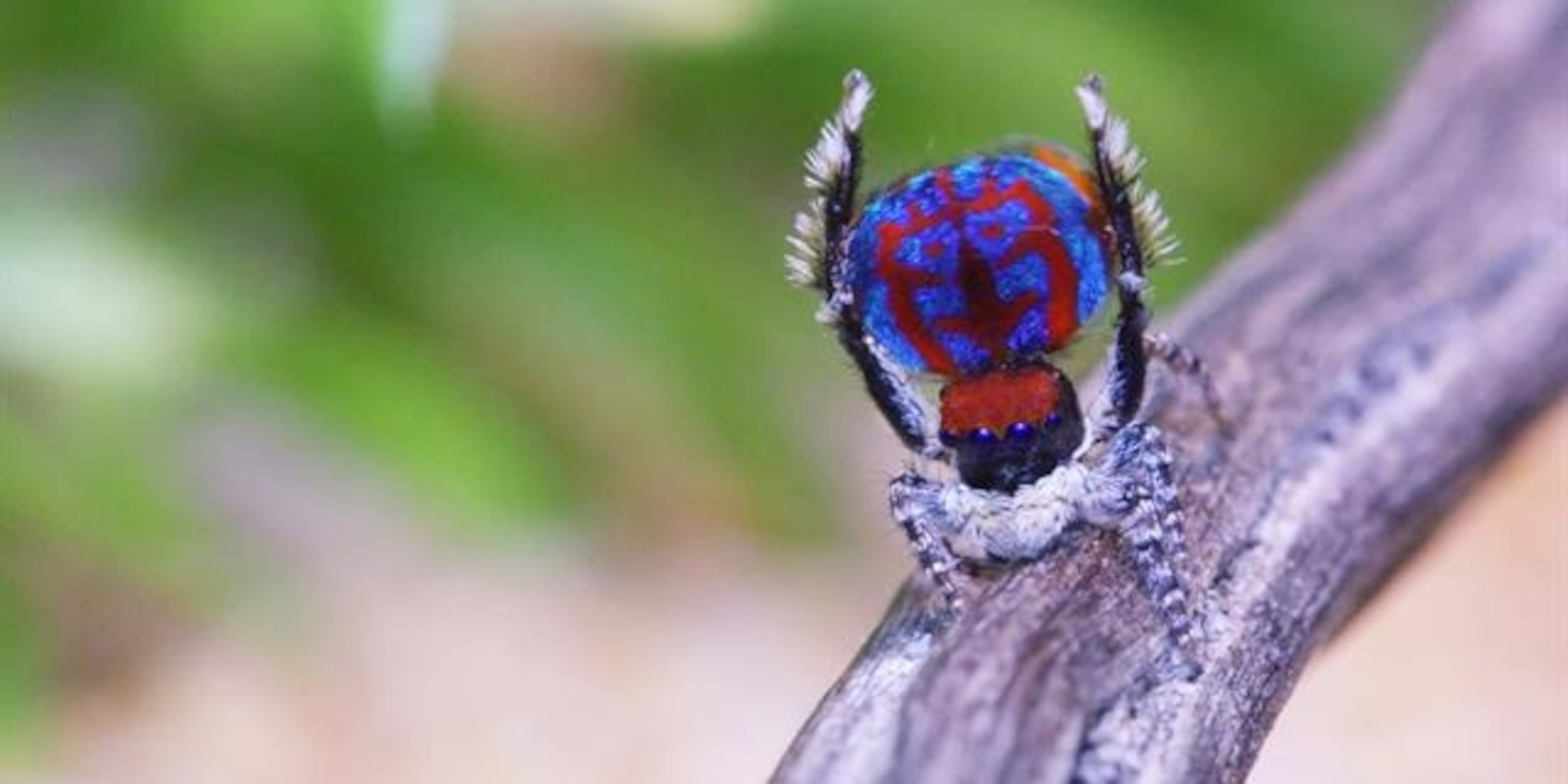 Adorable New Peacock Spiders Will Rock