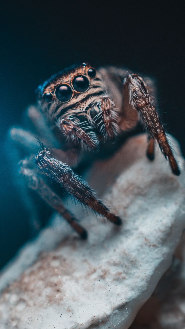 Spider, eyes, insect wallpaper