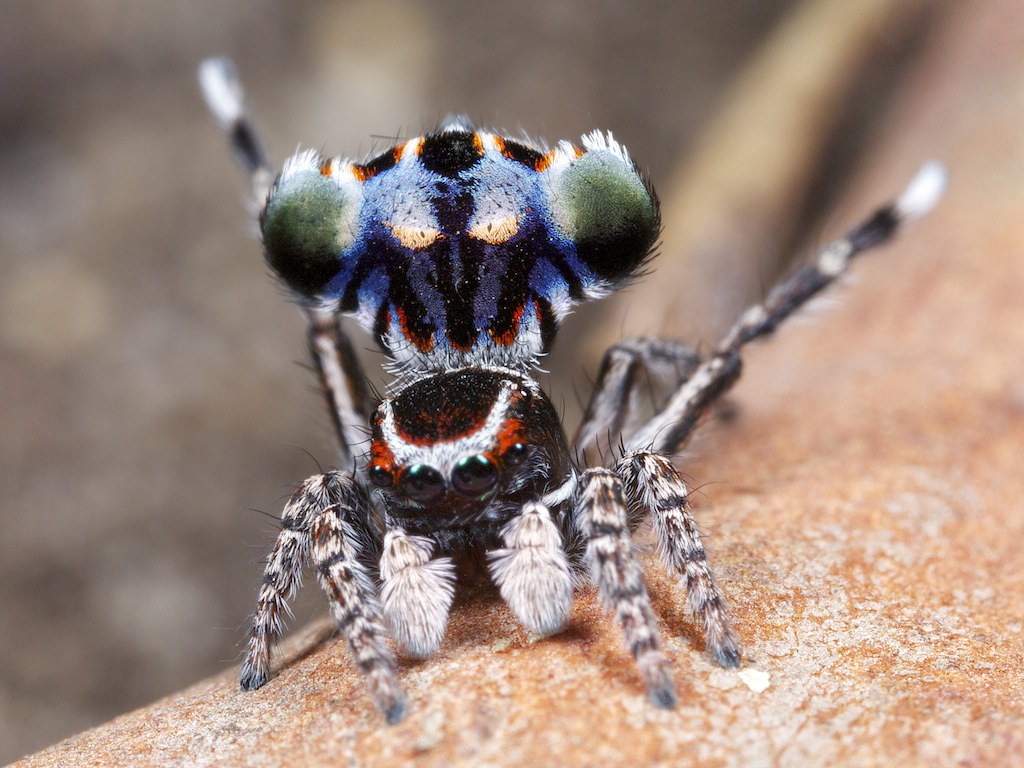 peacock spider Maratus harrisi