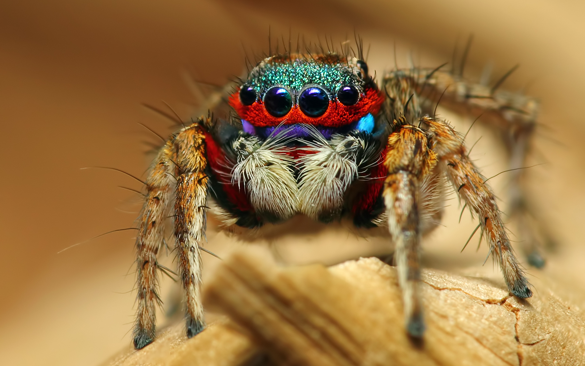 Desktop Wallpaper Jumping spider