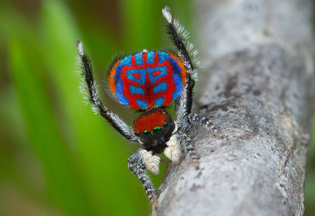Adorable New Peacock Spiders Will Rock