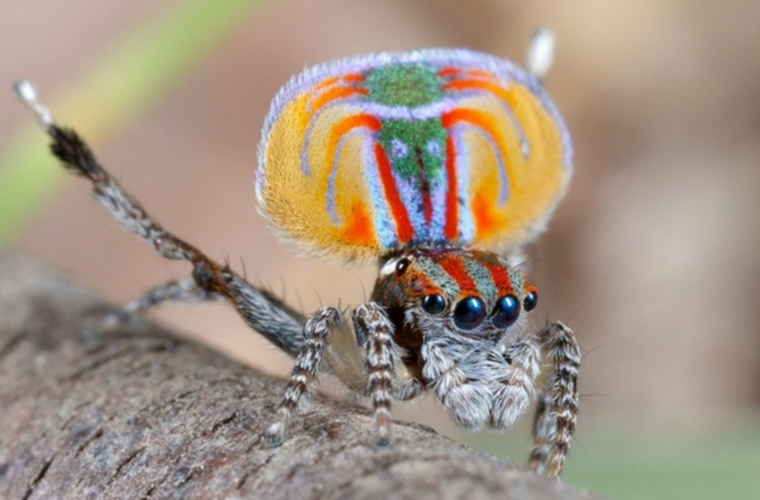 Peacock spider puts on amazing mating dance