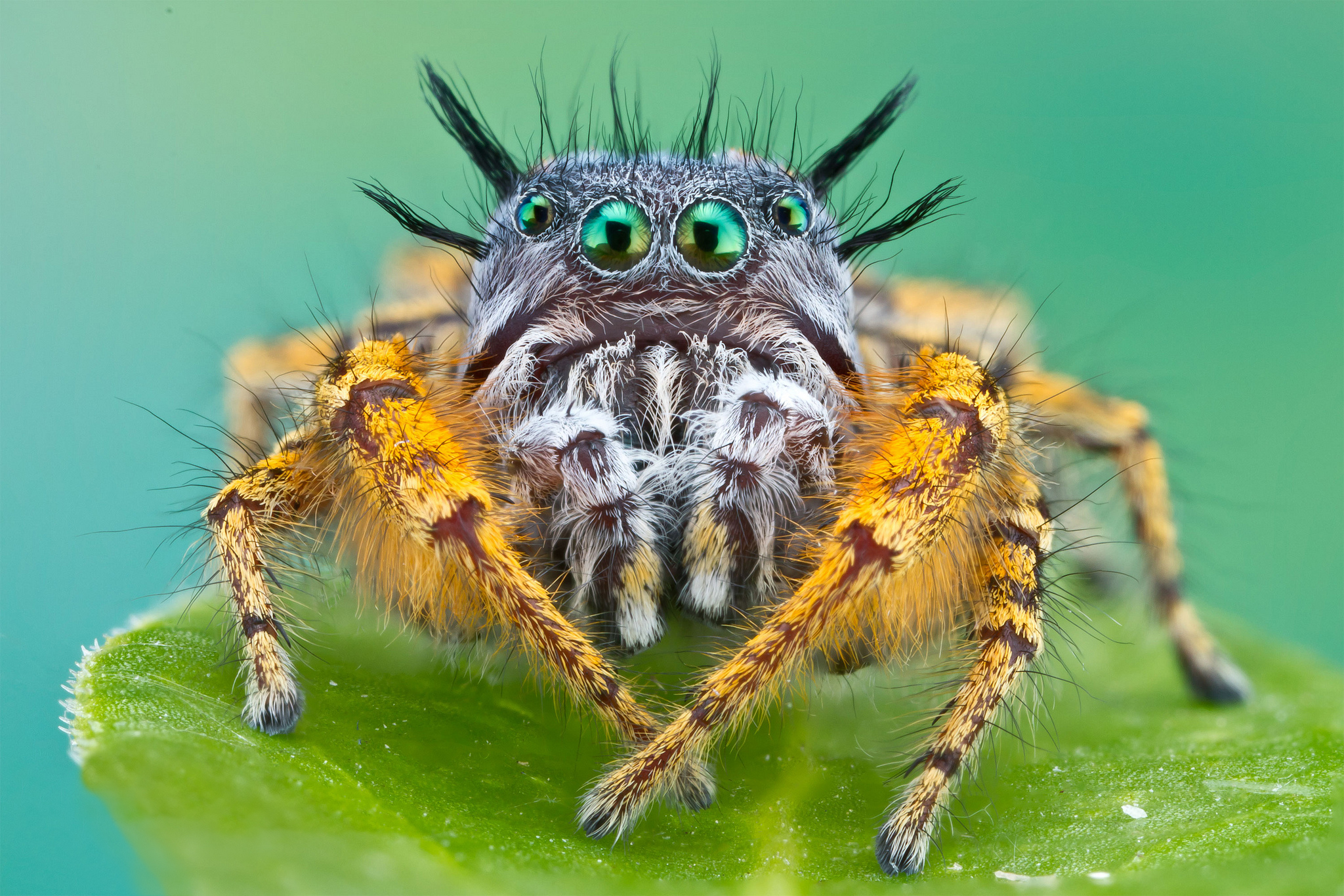 Animal Spider HD Wallpaper