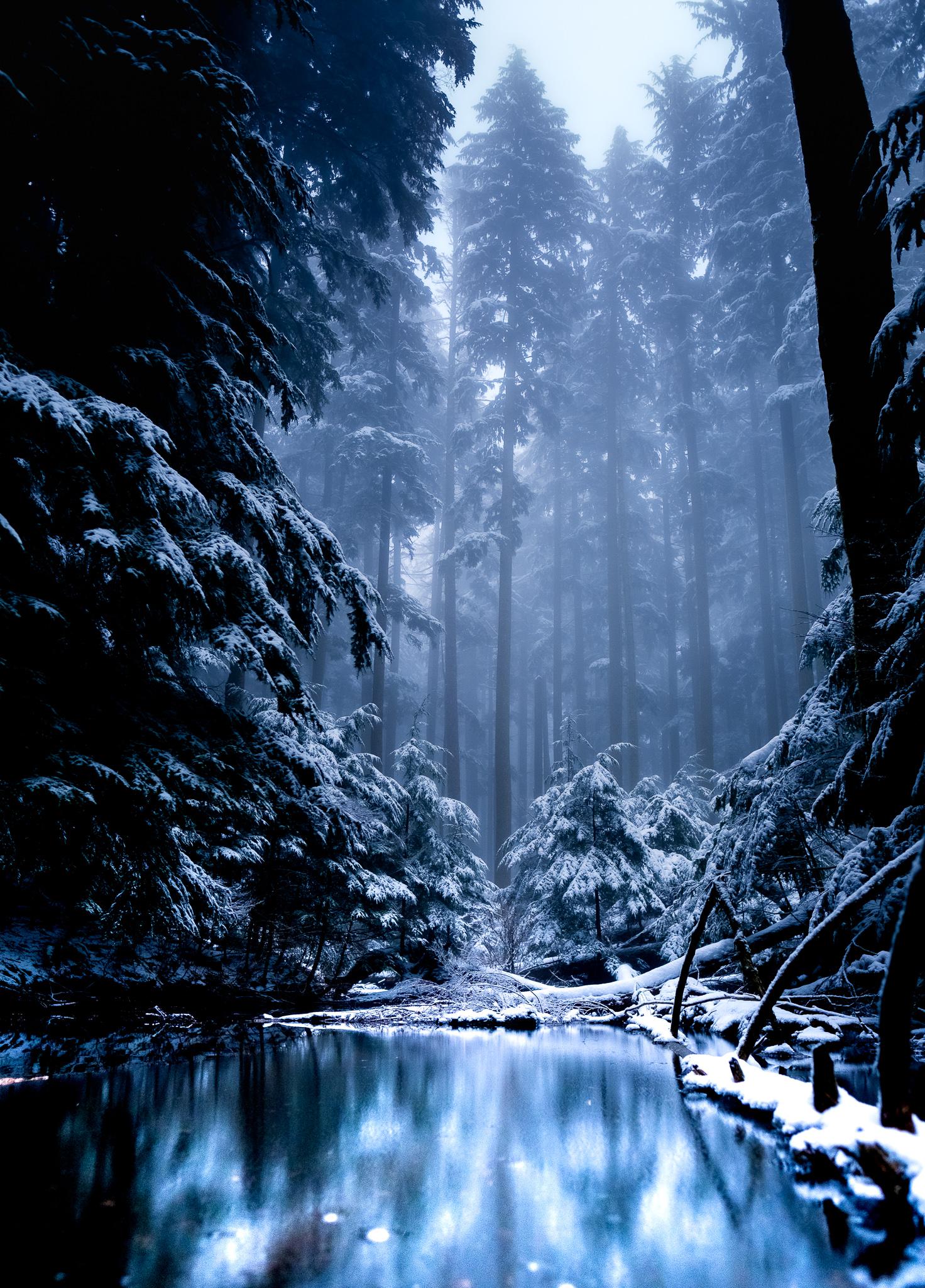 A light dusting of snow in a forest