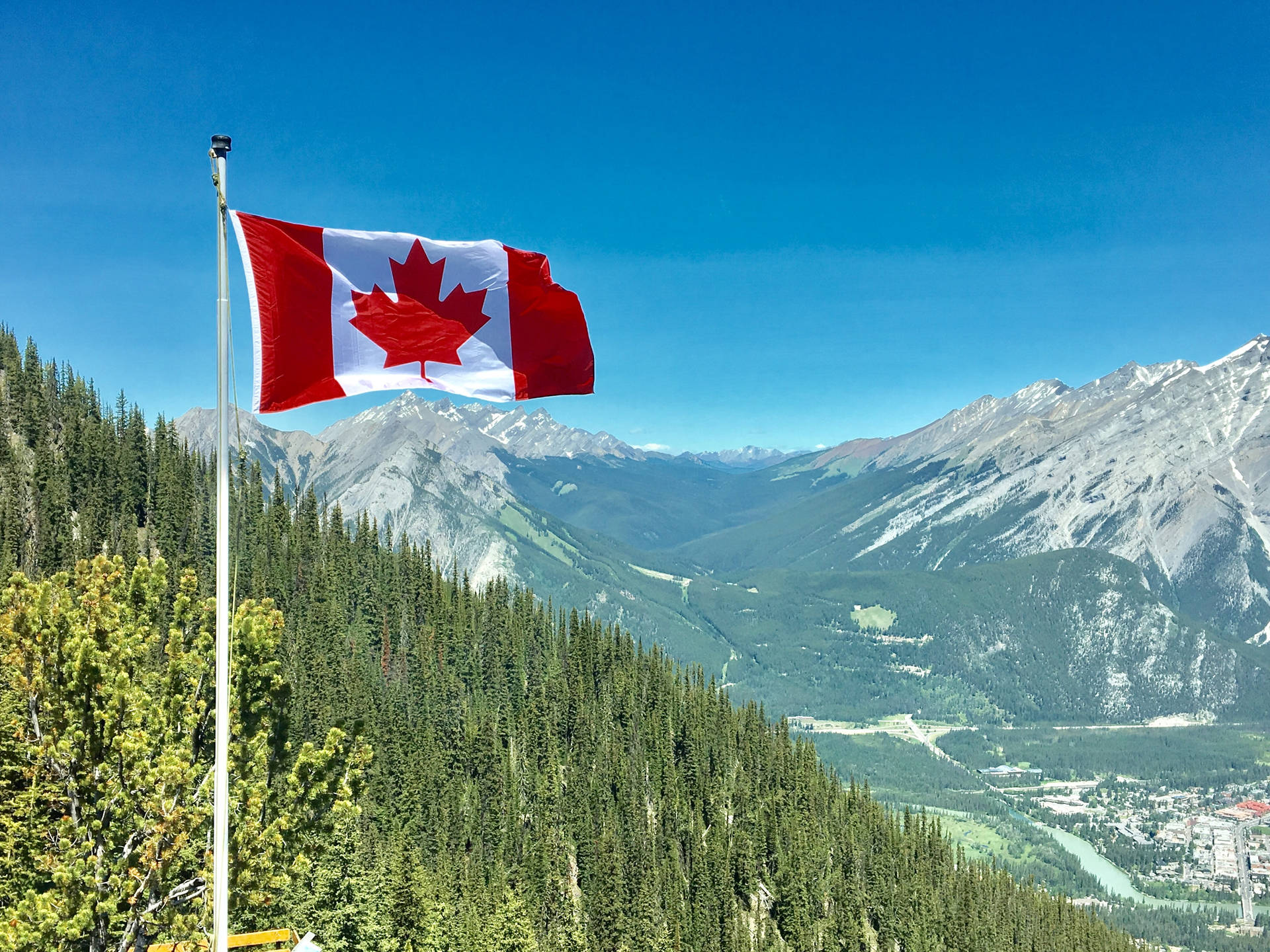 Download Canadian Flag Tall Trees