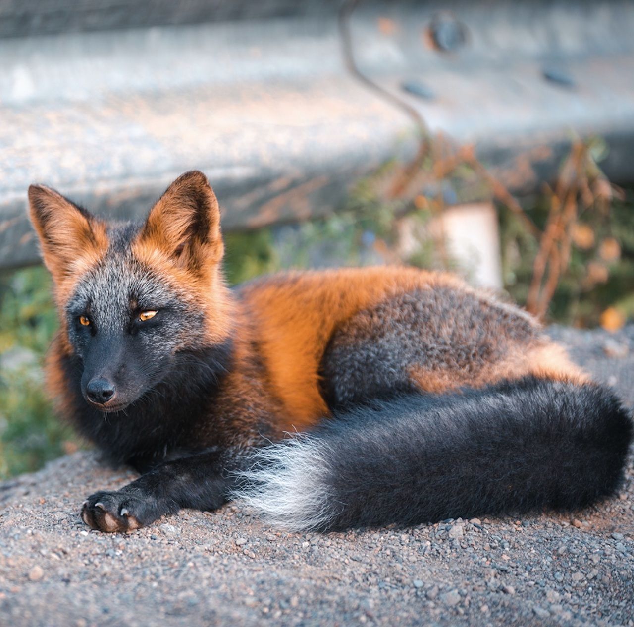 Check Out This Outstanding Photographs of Cross Fox (A.k.a. Melanistic Fox)