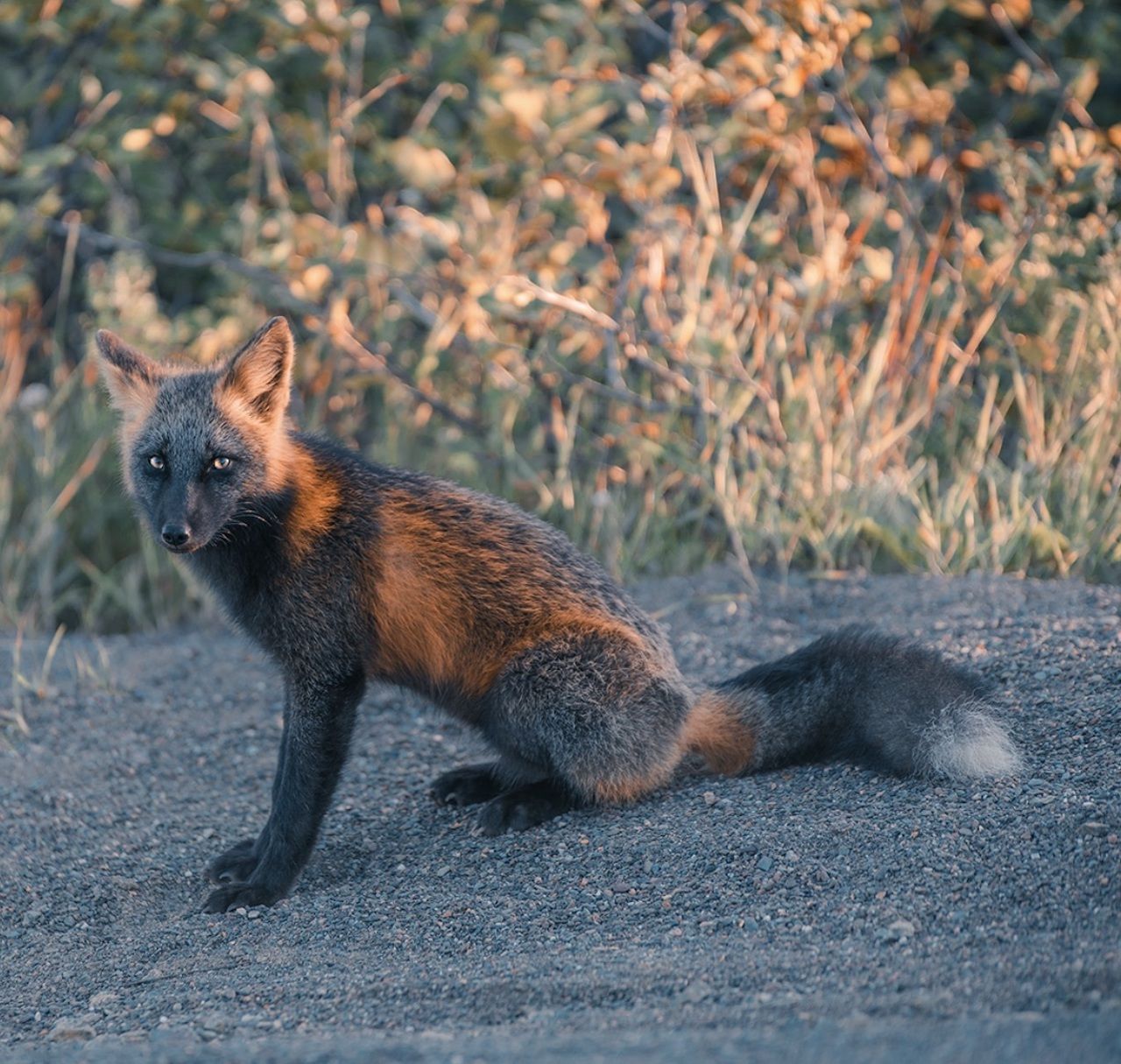 Red fox 2024. Канадская лисица чернобурая. Мраморная крестовка лиса. Лиса чернобурка крестовка. Лиса окрас крестовка.