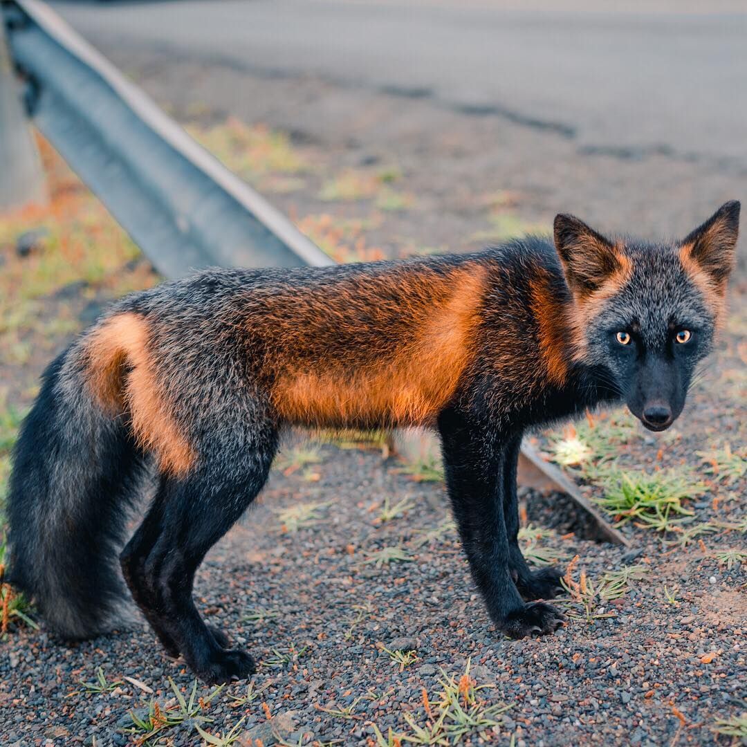 Gorgeous Cross Fox with Unique Black and Orange Coat