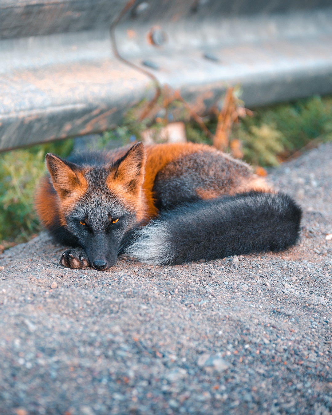 Let These Photo Take You Inside the Life of a Cross Fox