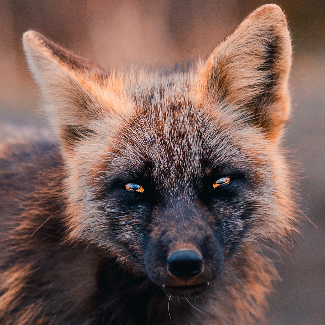 Let These Photo Take You Inside the Life of a Cross Fox