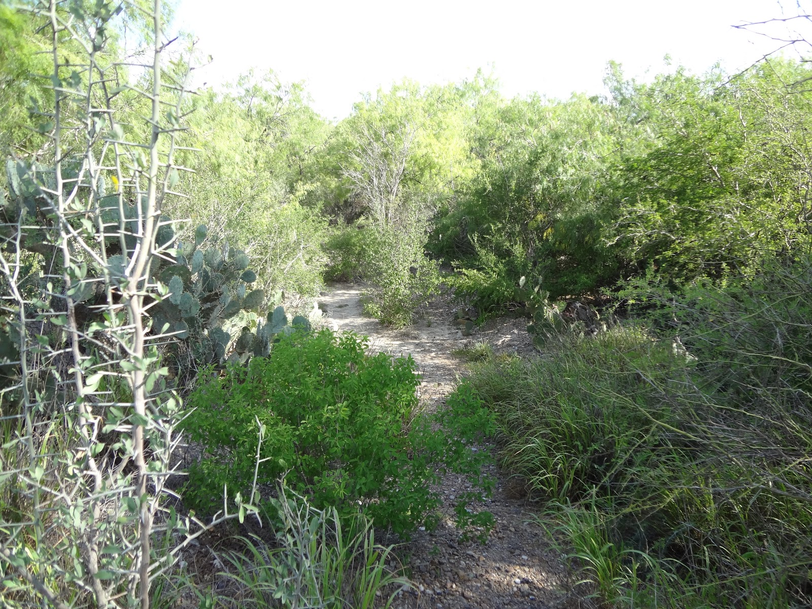 Woods Roamer: More Than A Thorn Forest