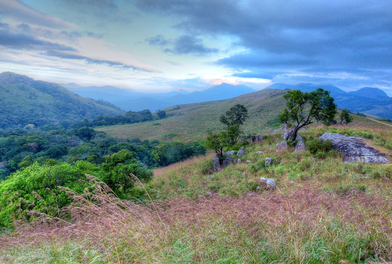 Jodigere thorn scrub forests. Forest, Scrub forest, Biomes