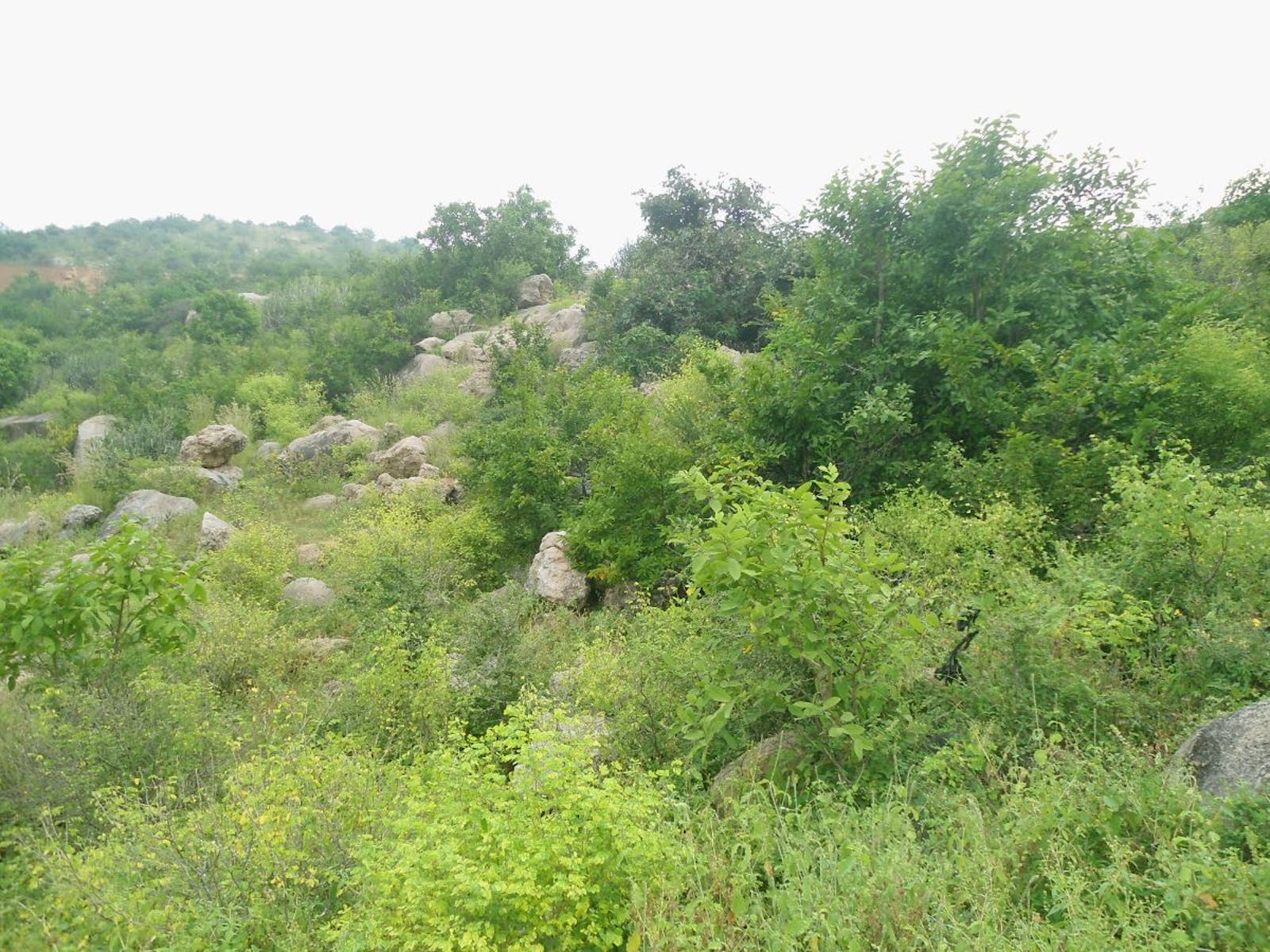 Deccan Thorn Scrub Forests