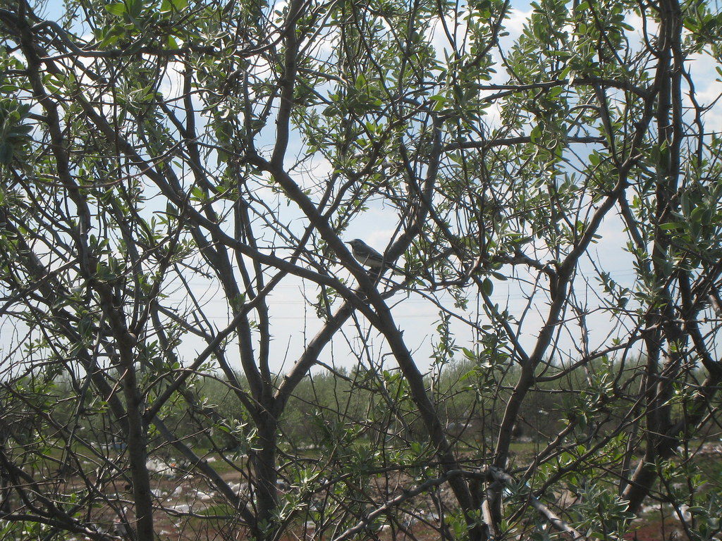 Wagtail in the Thorn Forest