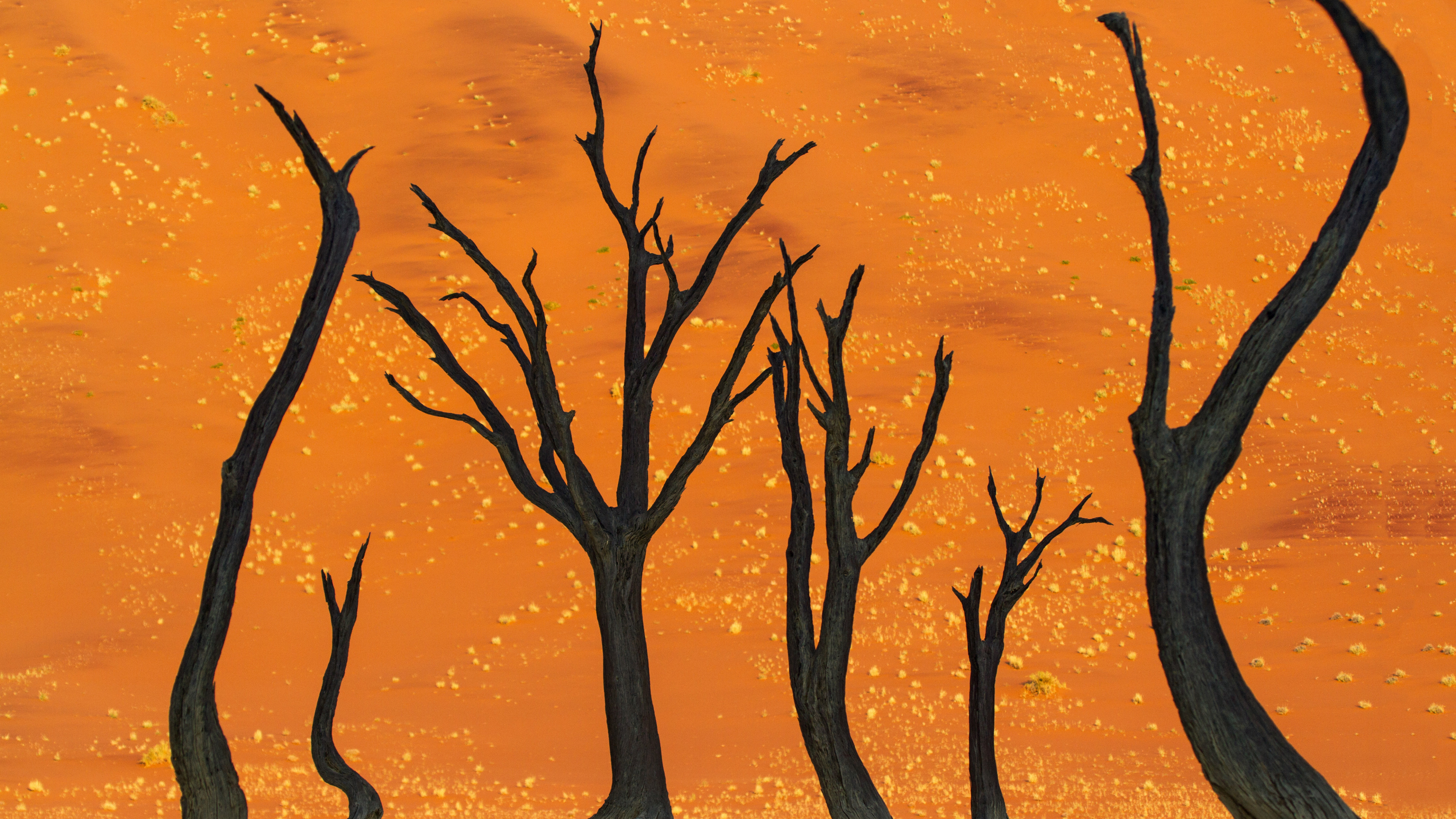 Wallpaper namibia, 5k, 4k wallpaper, 8k, camel thorn tree, desert, Nature
