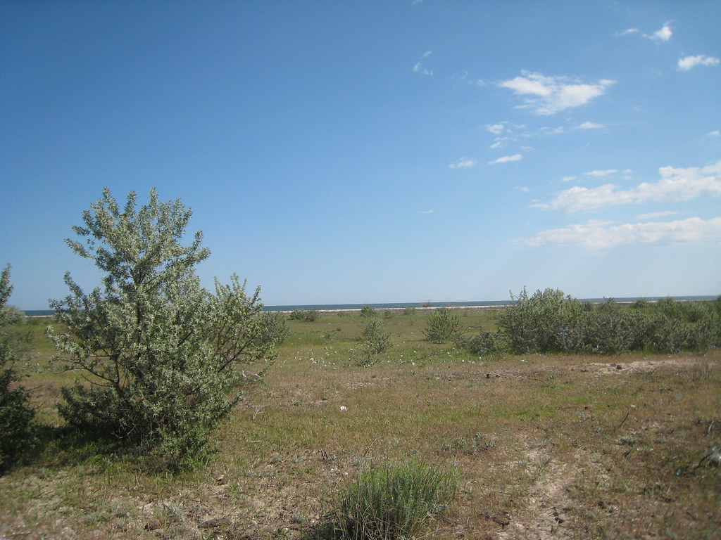 Thorn Forest