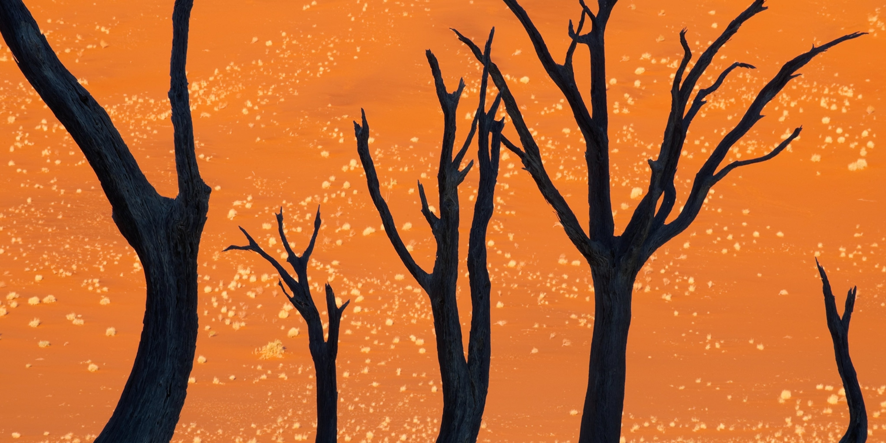 For Arbor Day, Photographs of Trees