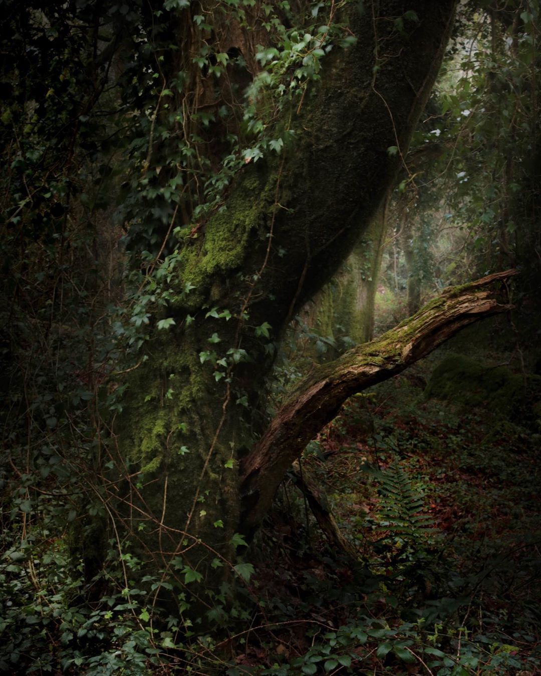 There is a density to this forest. even when waiting for the canopy. Wild and draped with ivy and moss. Groun. Enchanted forest, Green aesthetic, Green academia