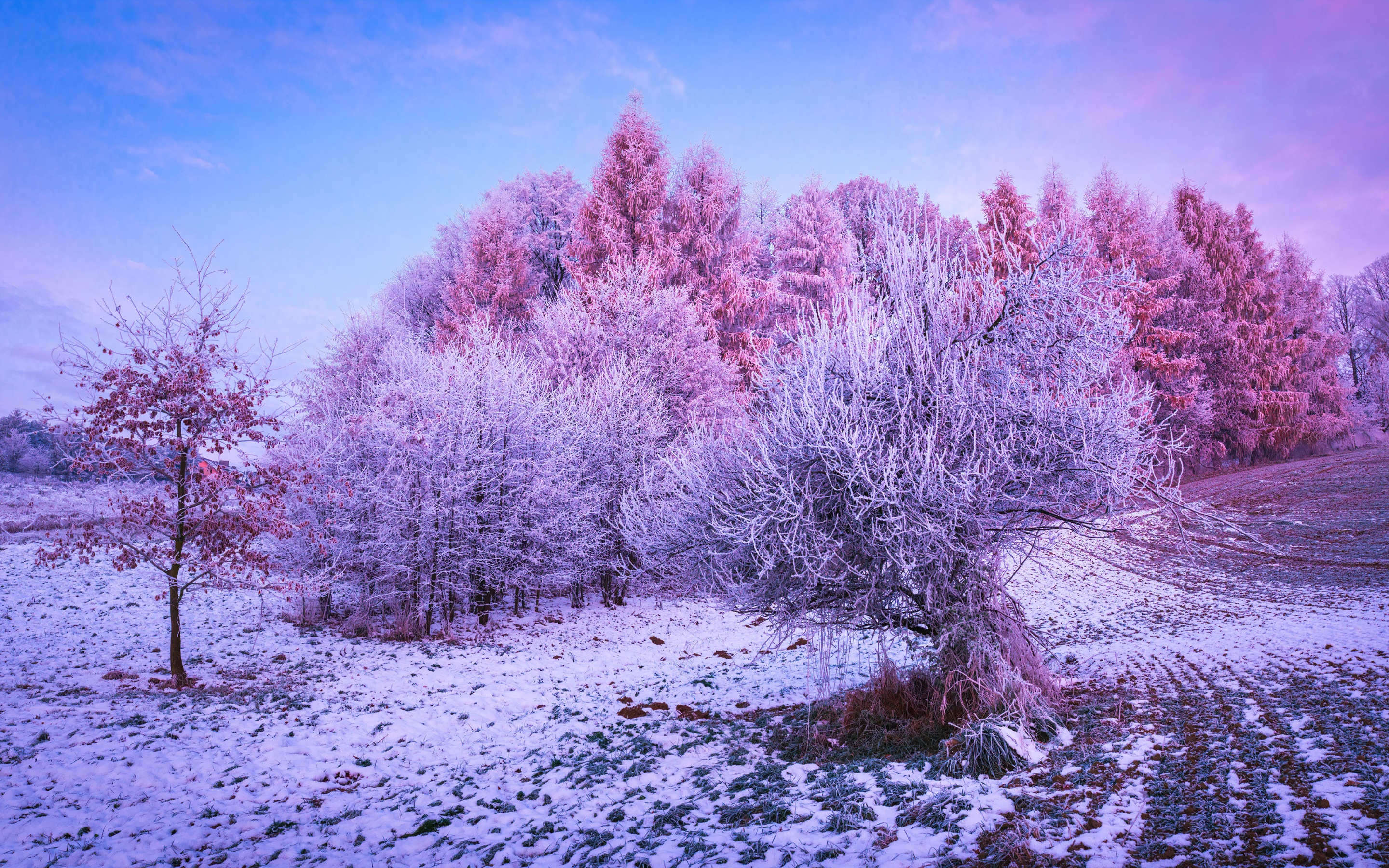 Winter forest Wallpaper 4K, Trees