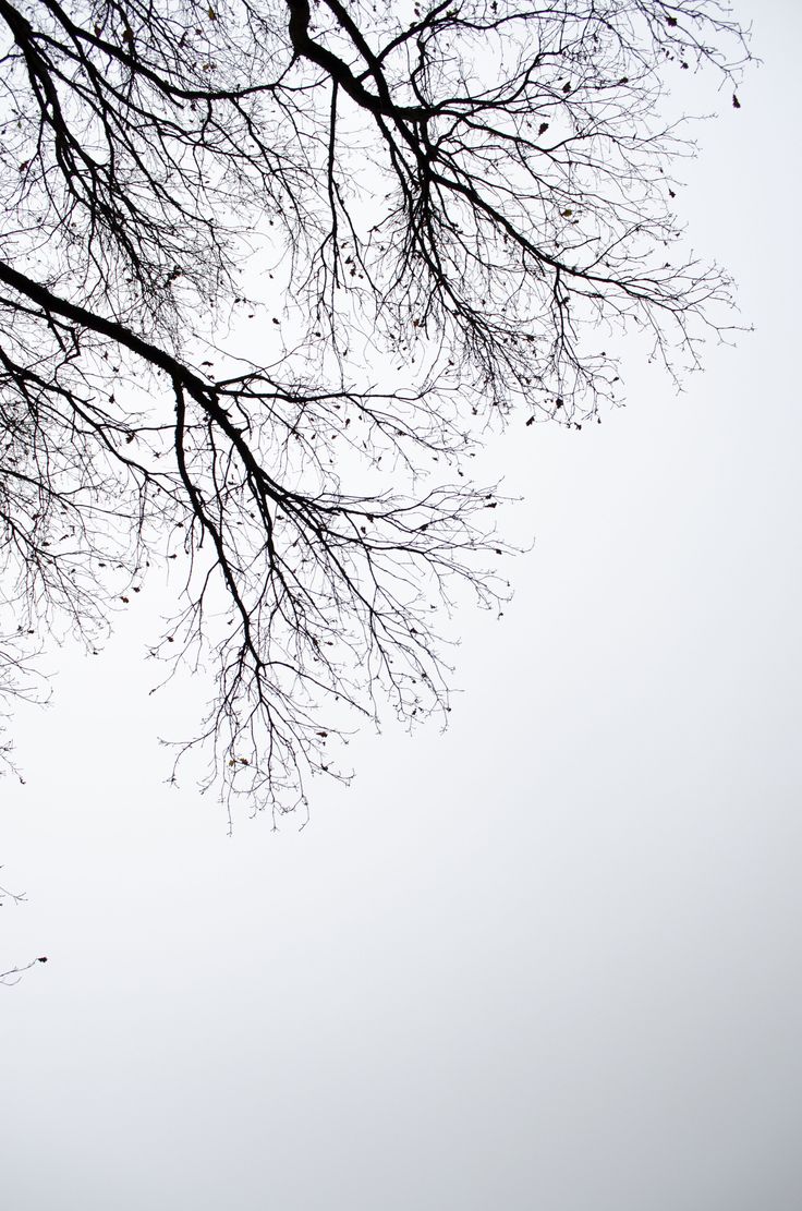 Bare Tree Branches in the Winter Sky Minimalist Nature. Bare tree, Tree photography, Black and white tree