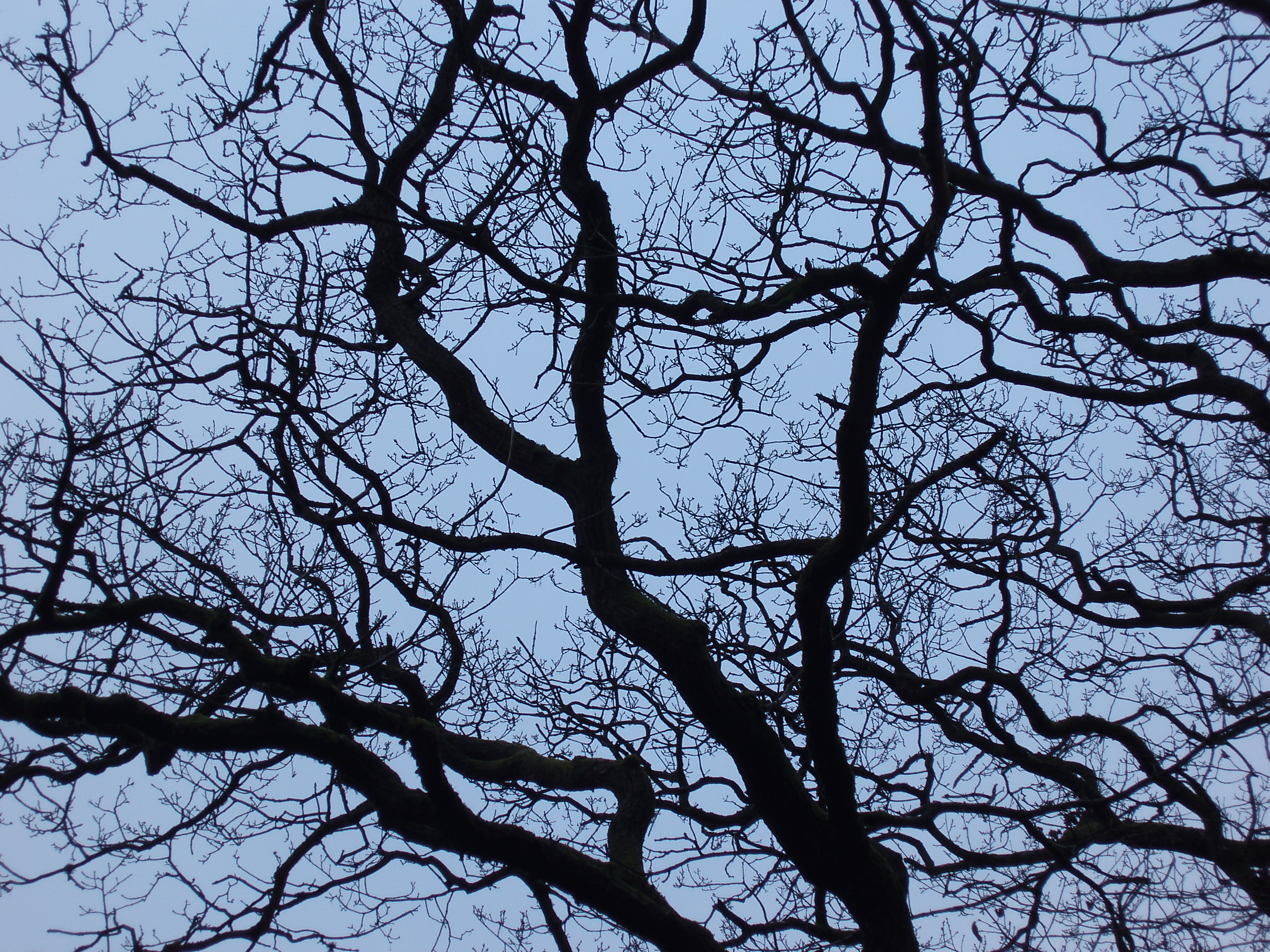 winter branches. Free background and textures