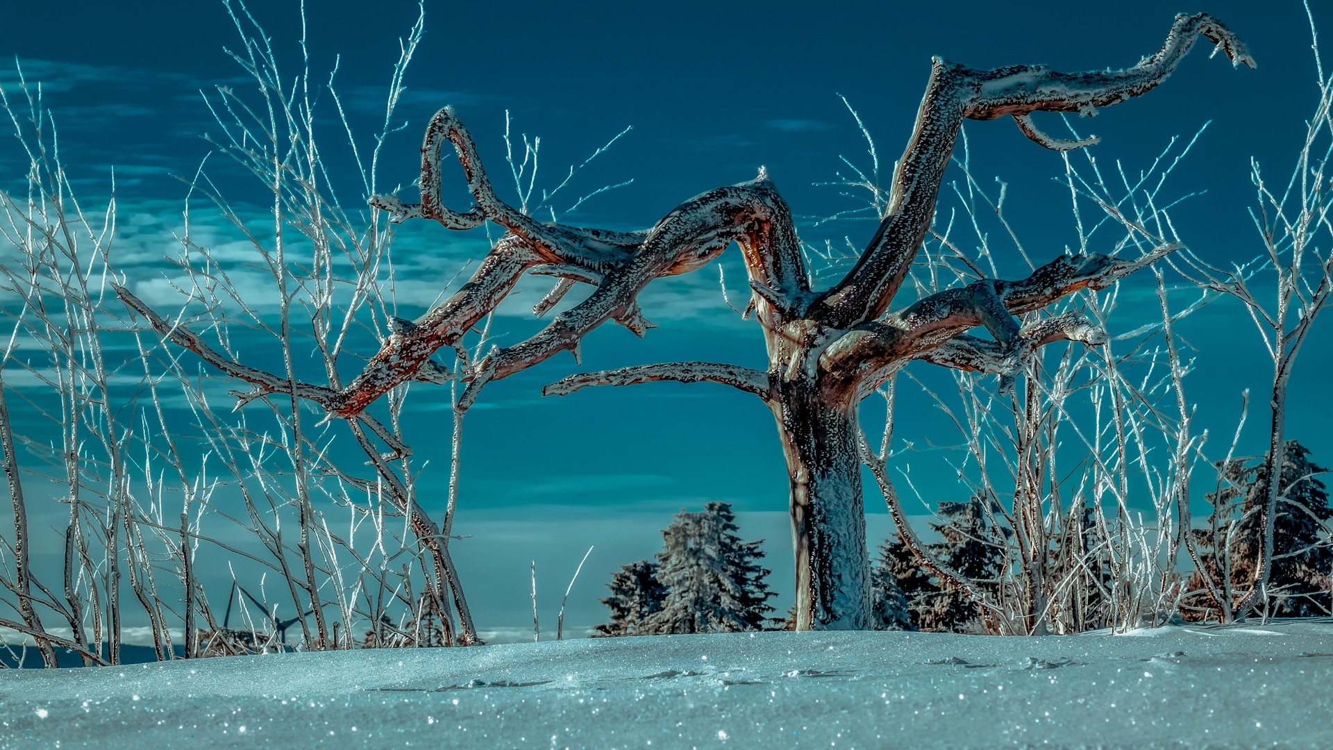 Tree, snow, winter, branches, sky. picture, photo, desktop wallpaper