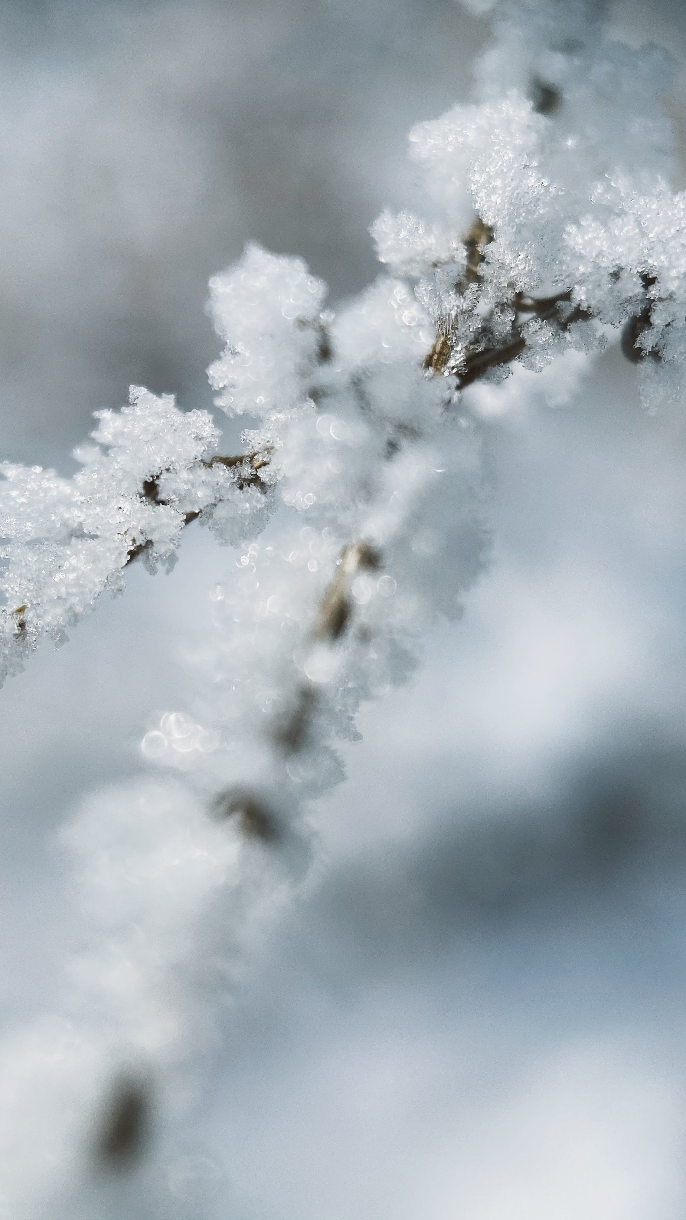 Snow Covered Tree Branches · Free