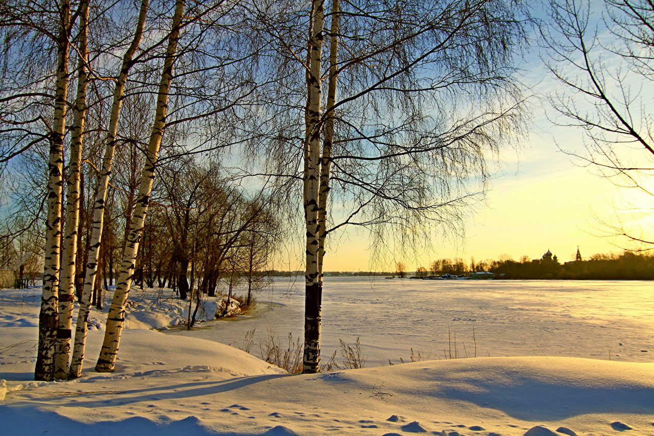 image Birch Winter Nature Snow Branches Trees Seasons