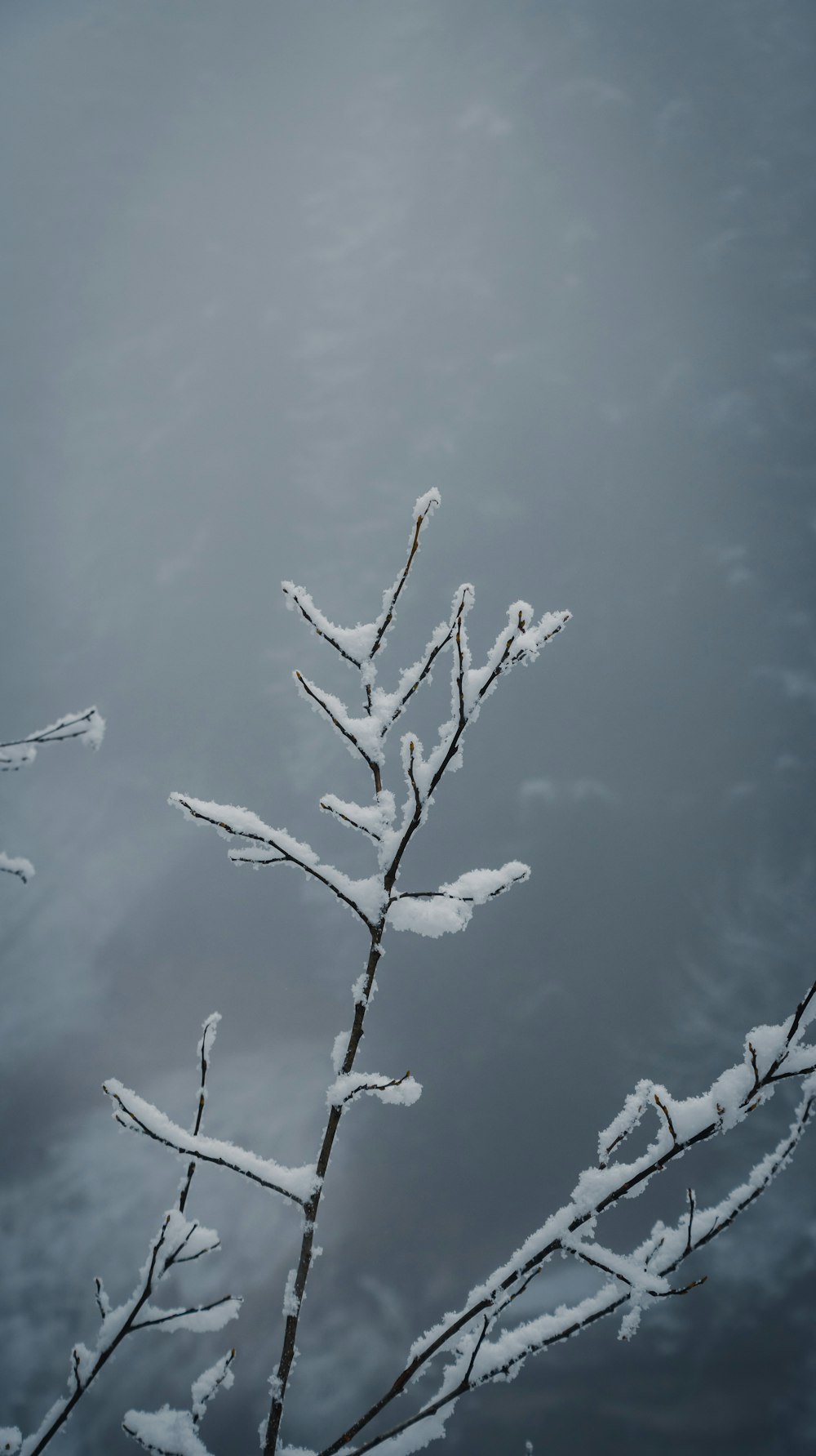A tree branch covered in snow against a cloudy sky photo